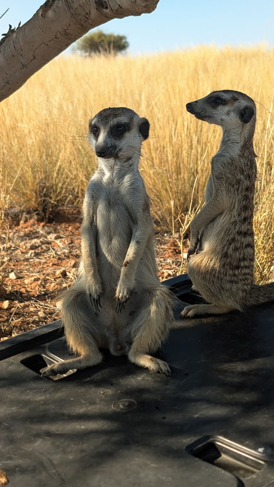 Two meerkats standing alert near dry Kalahari grass