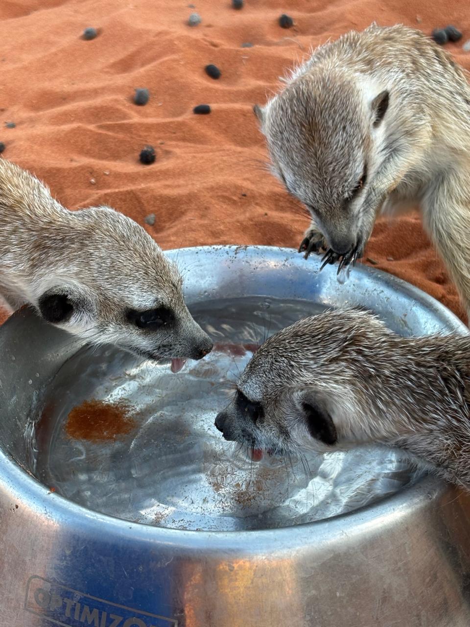 Three meerkats gathered around a water bowl on red sand