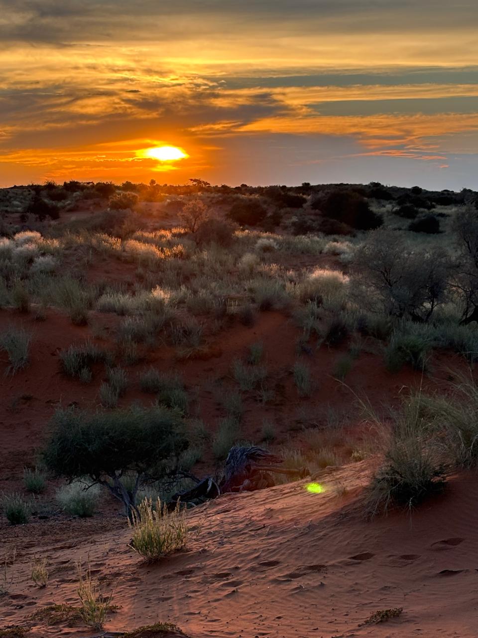 Sunset view over red dunes and Kalahari grassland