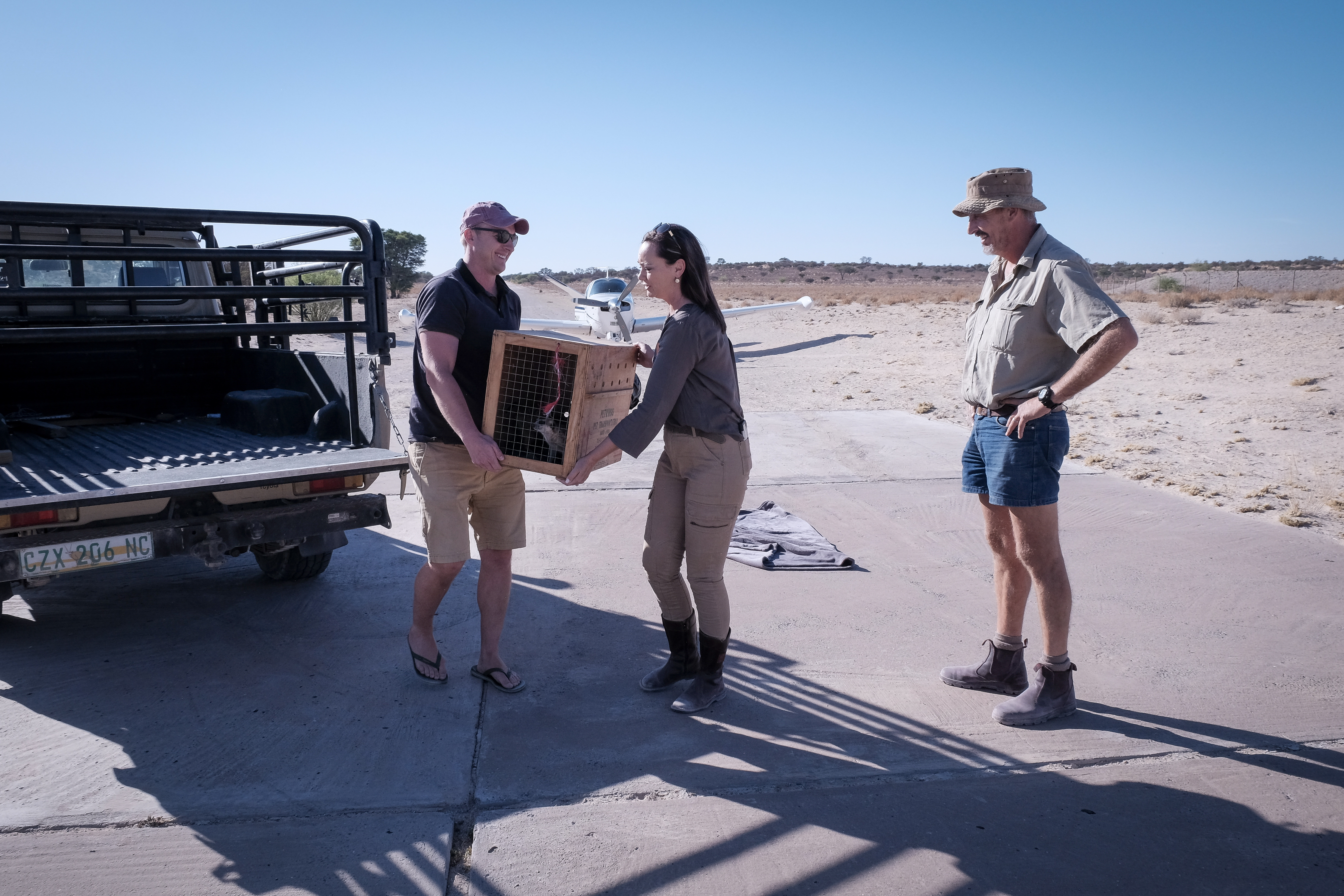 Successful meerkat release back into the wild Kalahari desert environment