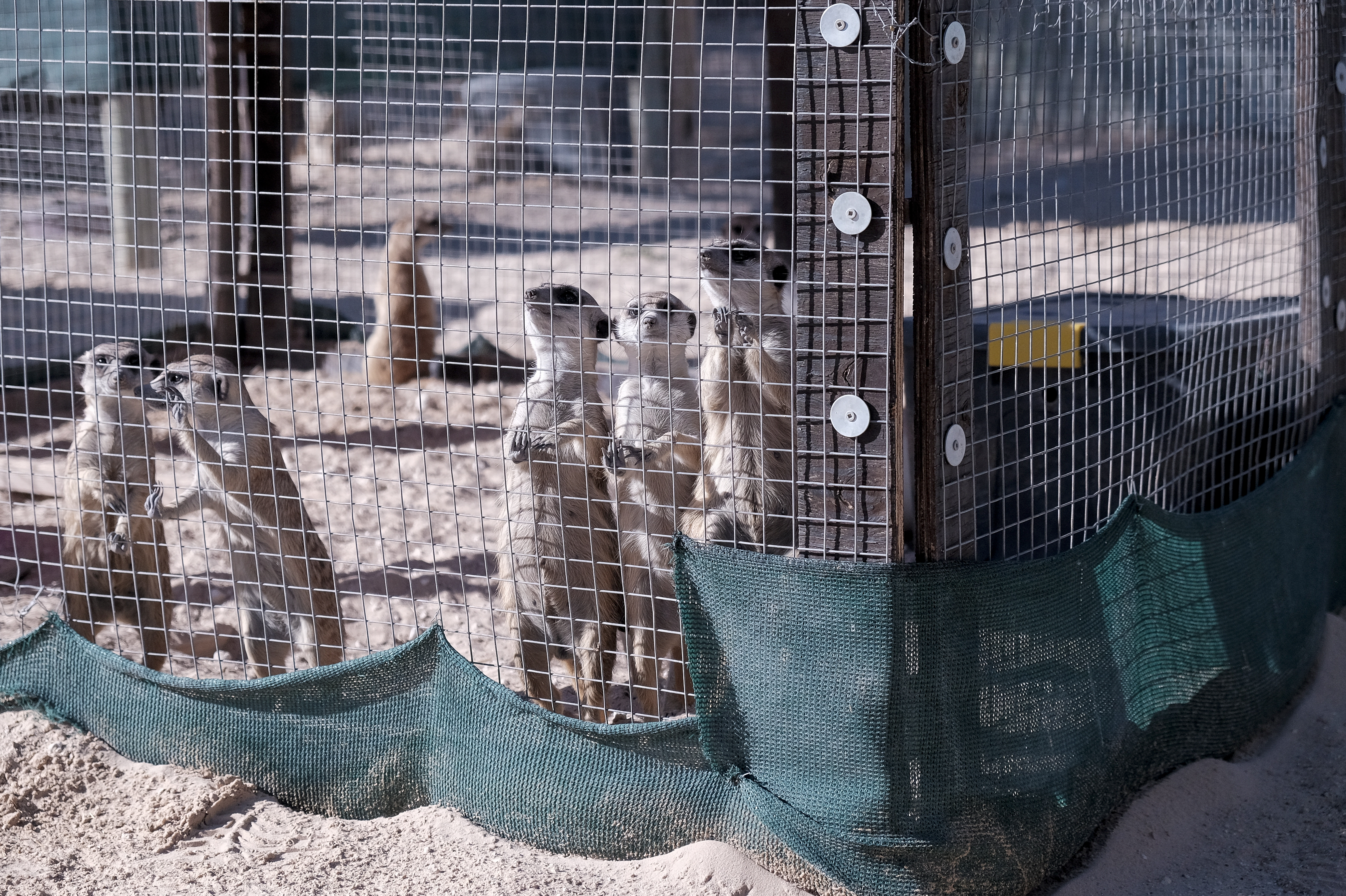 Meerkat rehabilitation activities and survival skills training at Chayah facility