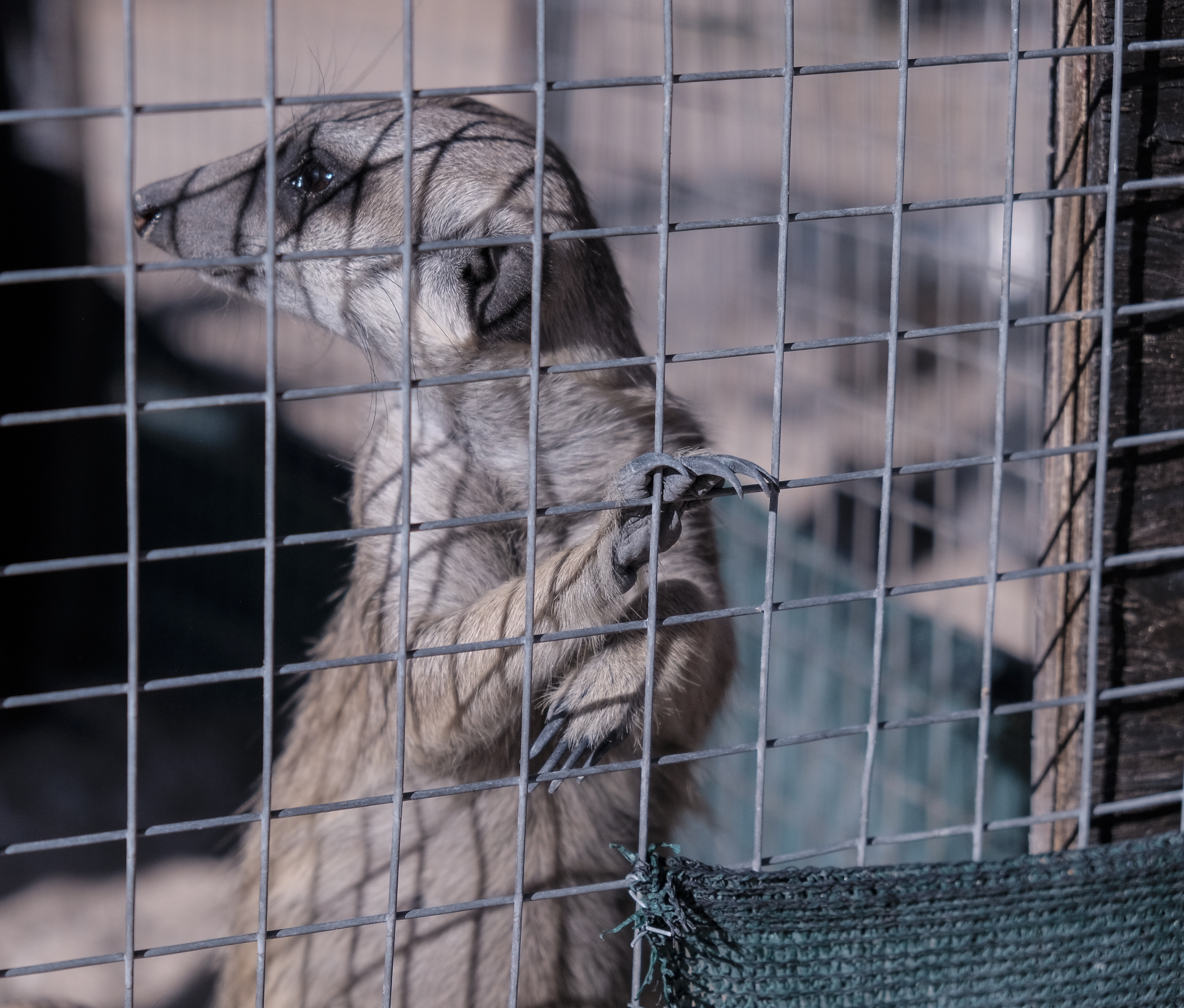 Meerkat mob socializing in natural Kalahari desert habitat during rehabilitation