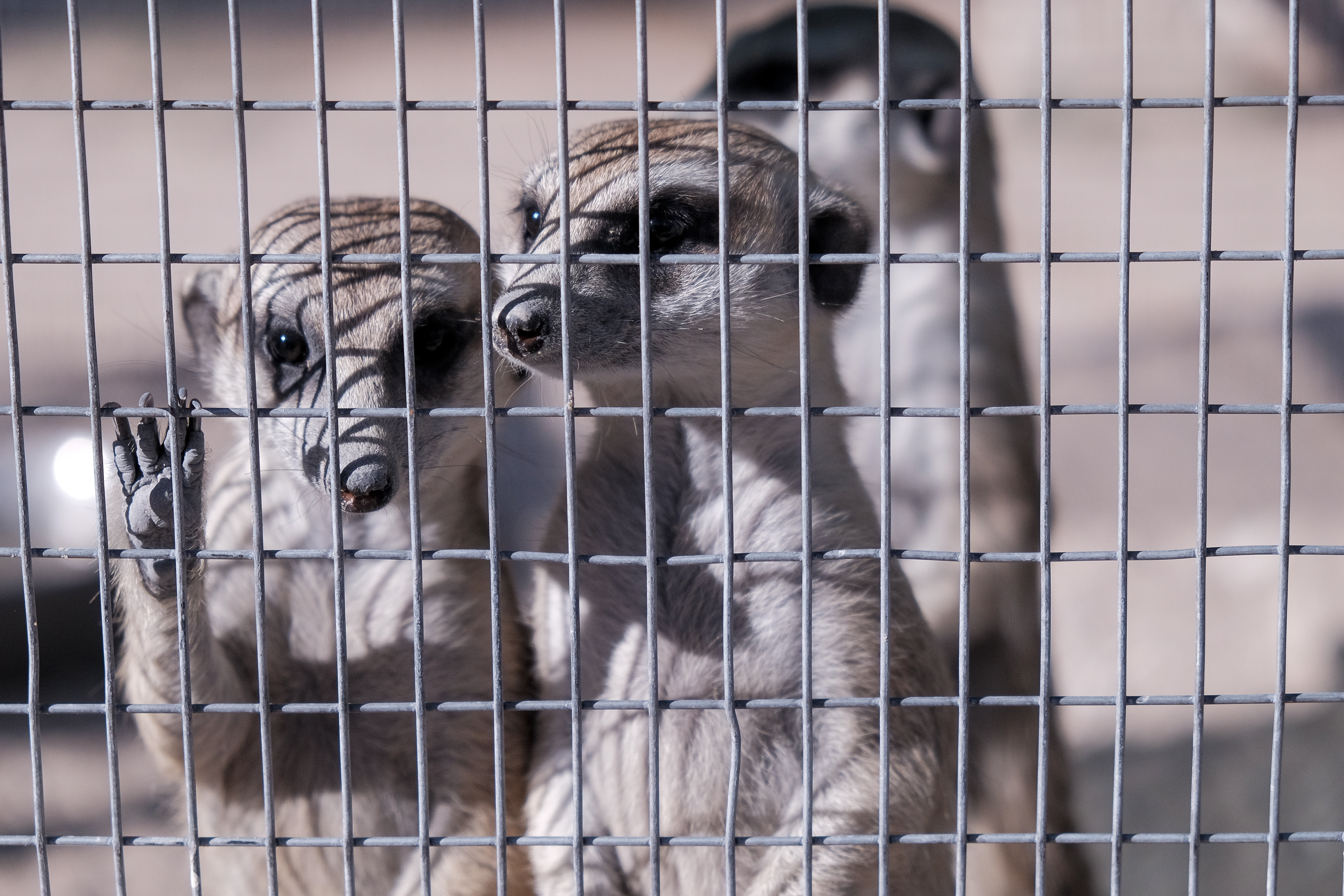 Young meerkat receiving veterinary care during rehabilitation at Chayah Kalahari Project